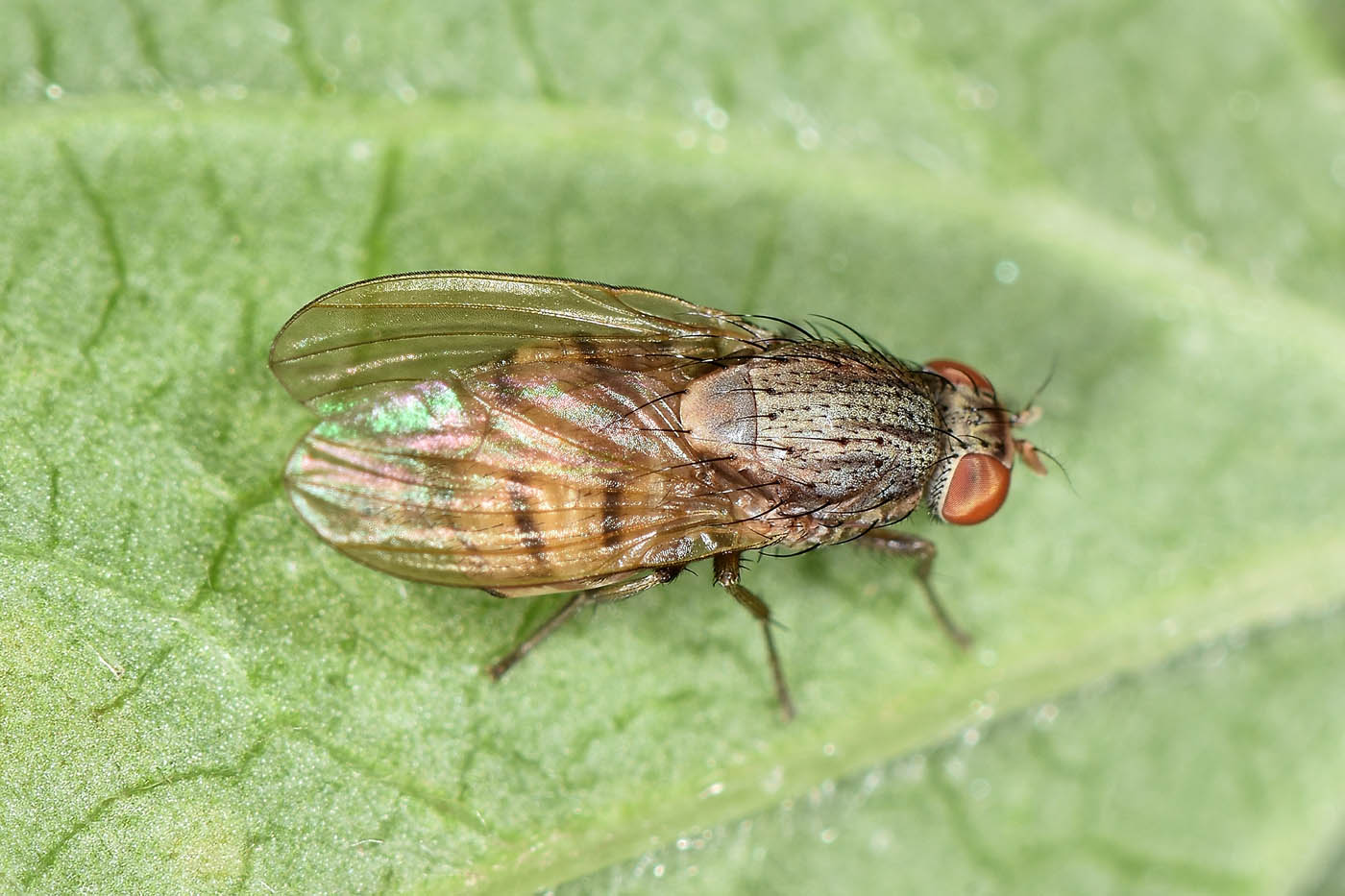 Lauxaniidae?  S, : Minettia gr. fasciata,  femmina